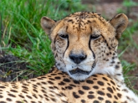 Lion & Safari Park
